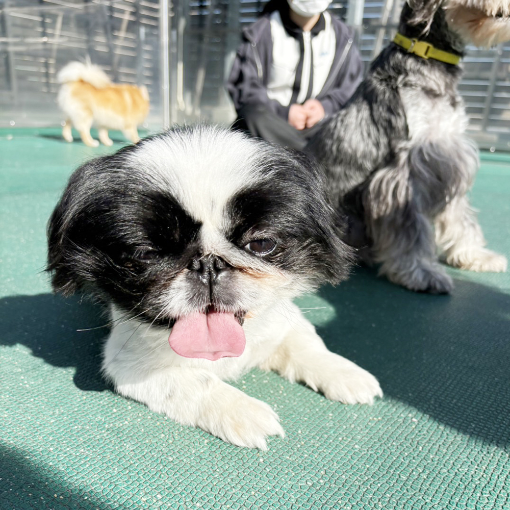 生徒が撮影したモデル犬たちの写真③